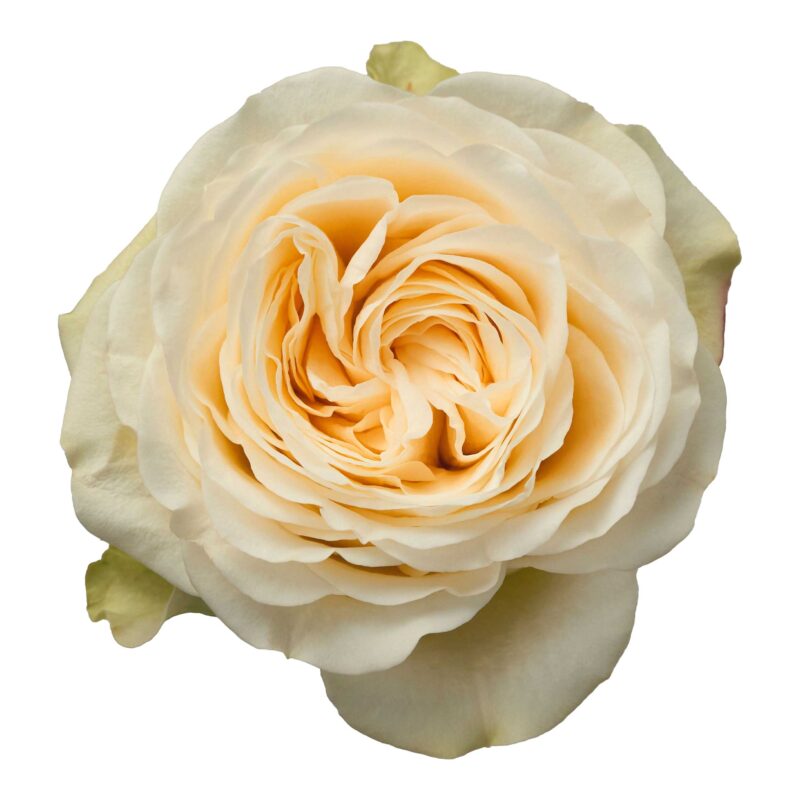 Buttercup - Image 2