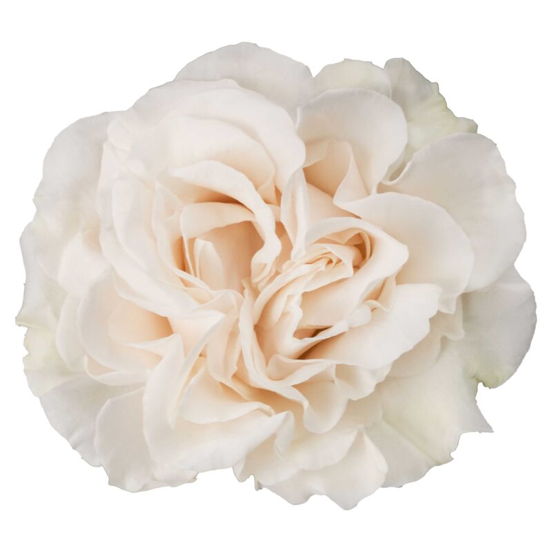 Cotton Xpression - Image 2