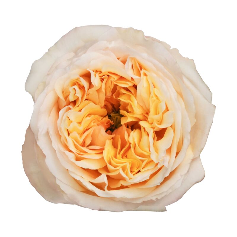 Cream Xpression - Image 2
