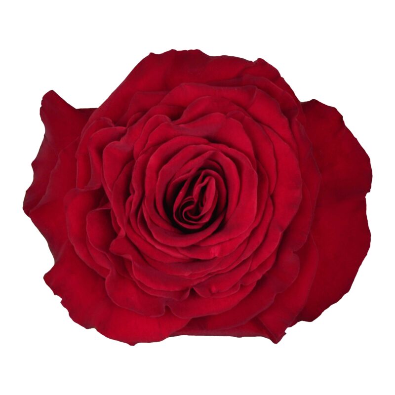 Hearts - Image 2