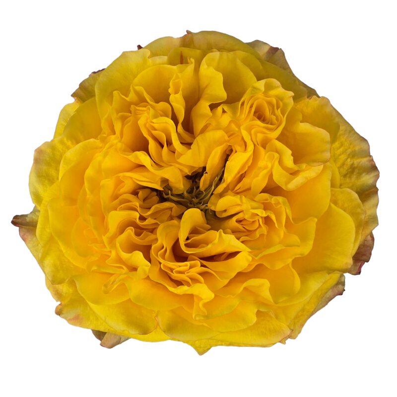Honey Bee - Image 2