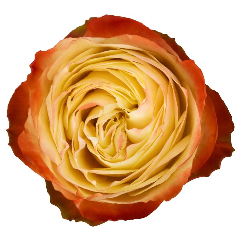 Karma - Image 2