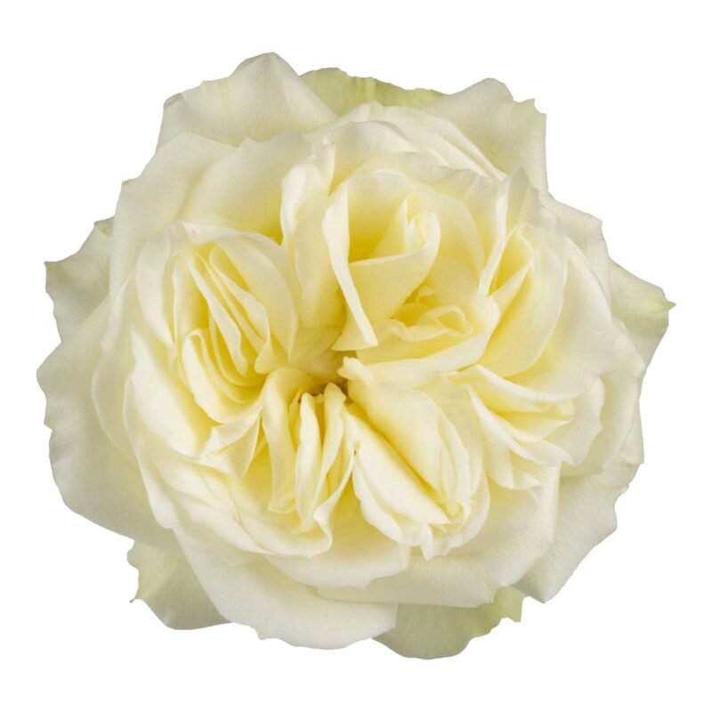 Mayra´S White - Image 2