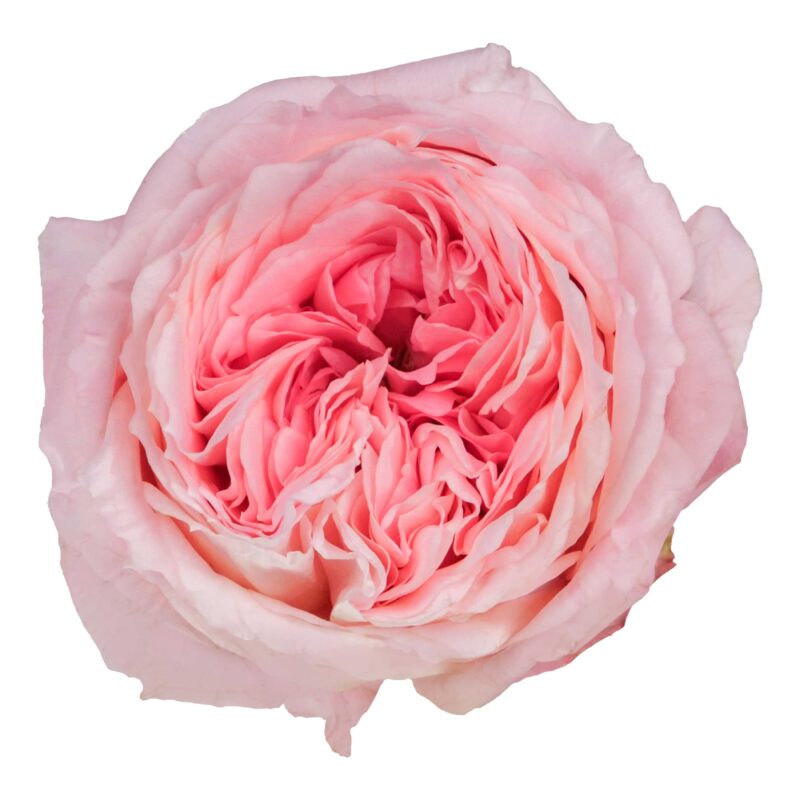Mayra´S Bridal Pink — изображение 2