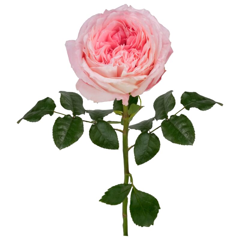 Mayra´S Bridal Pink