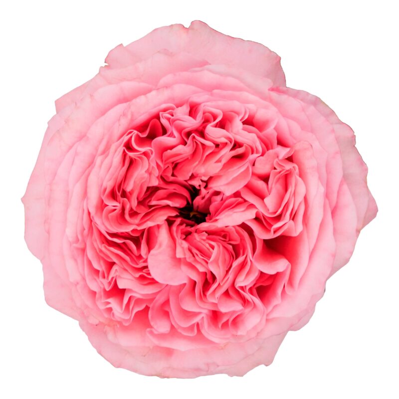 Pink Xpression - Image 2