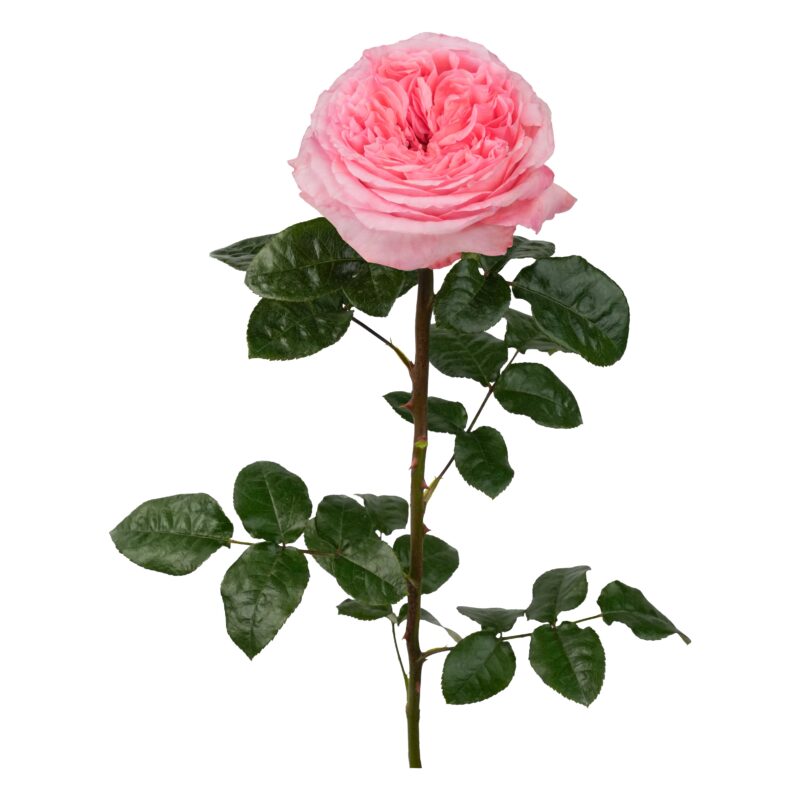 Pink Xpression