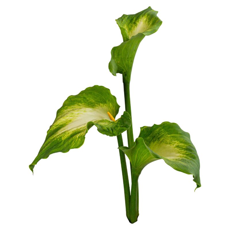 Green Star Callas
