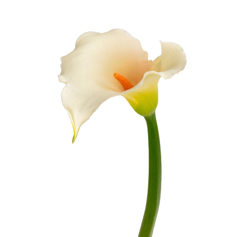 Pink Star Callas