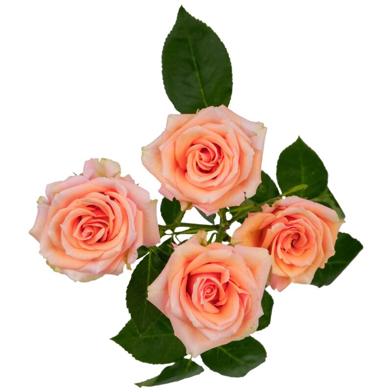 Baby Rosever - Image 2