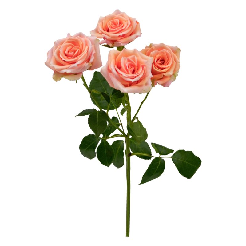 Baby Rosever