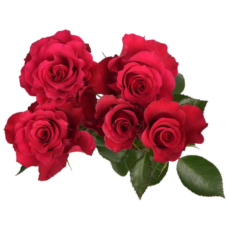 Bellalinda Love - Image 2