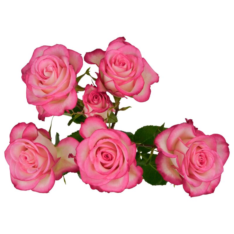 Candy Blossoms - Image 2