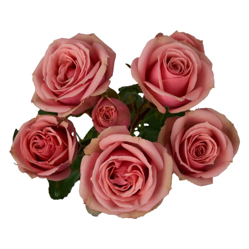 Classic Rosever - Image 2
