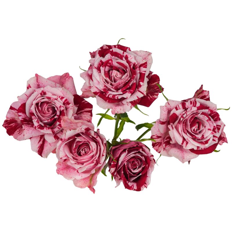 Crazy Rosever - Image 2