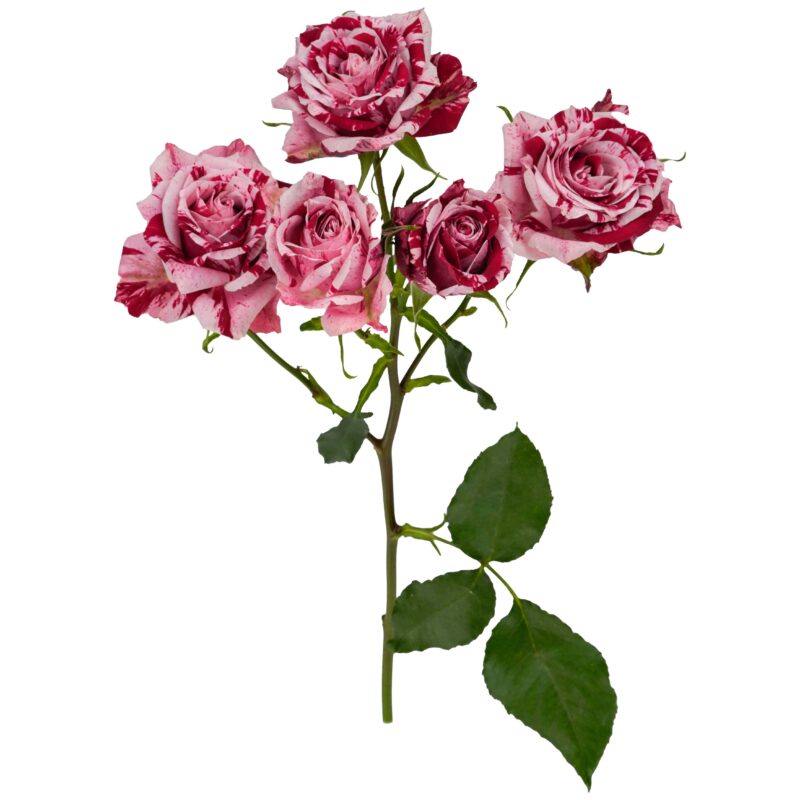 Crazy Rosever