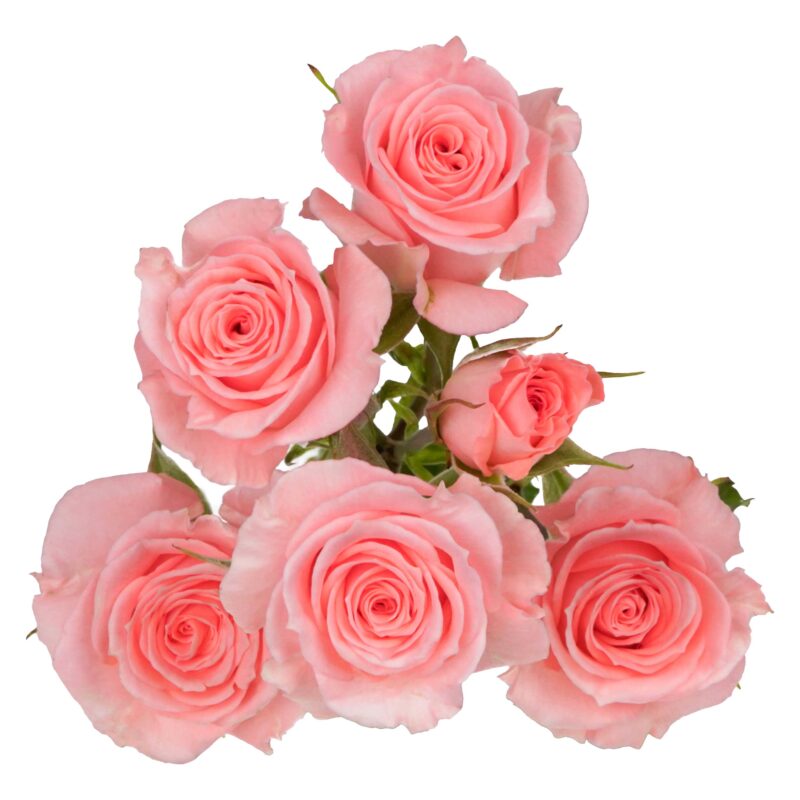 Elegant Rosever - Image 2