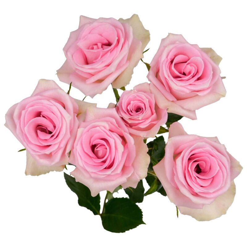 Flamingo Blossoms - Image 2