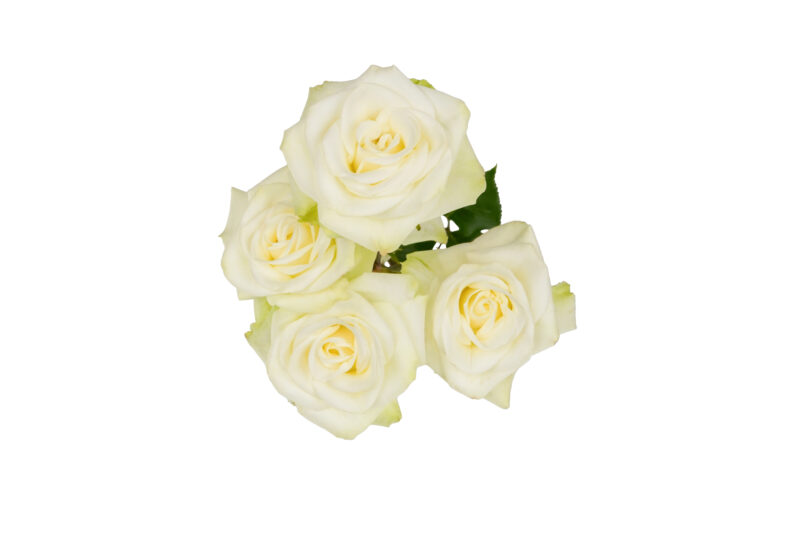 Floreana - Image 2