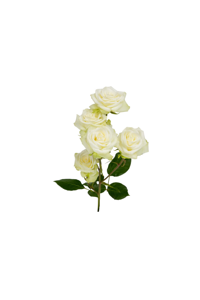 Floreana
