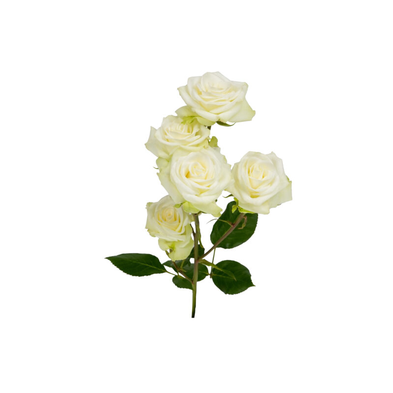 Floreana