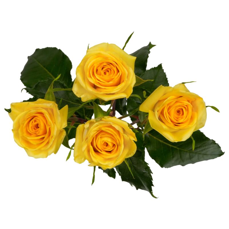 Golden Blossoms - Image 2