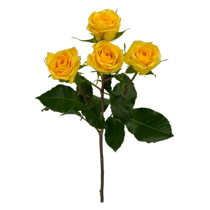 Golden Blossoms