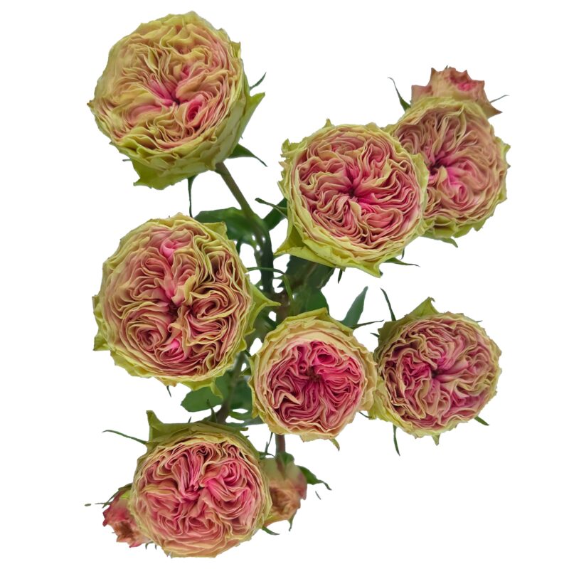 Grandma´S Daisy - Image 2
