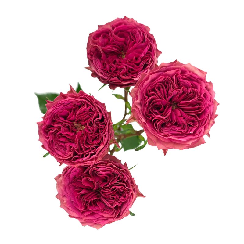 Grandma´S Josy - Image 2