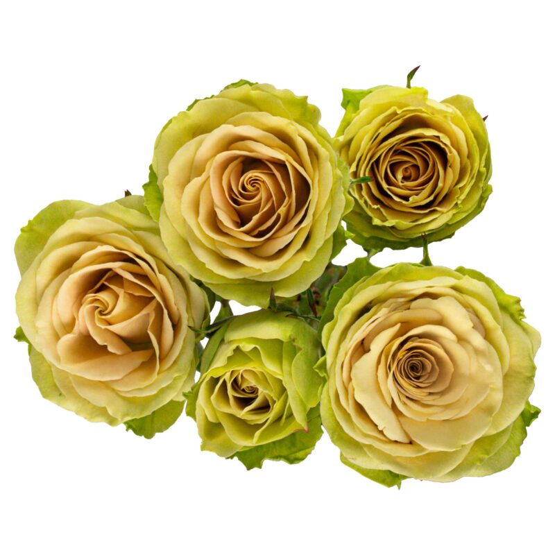 Green Rosever - Image 2