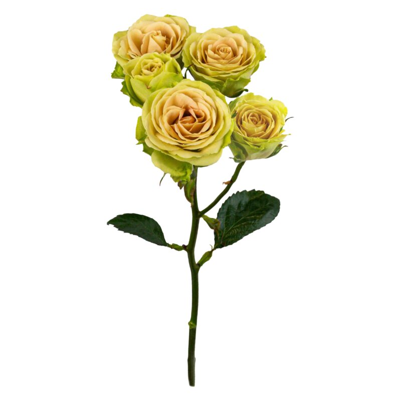 Green Rosever