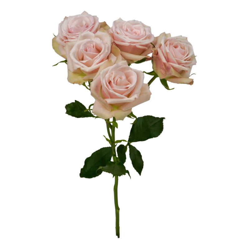 Living Blossom