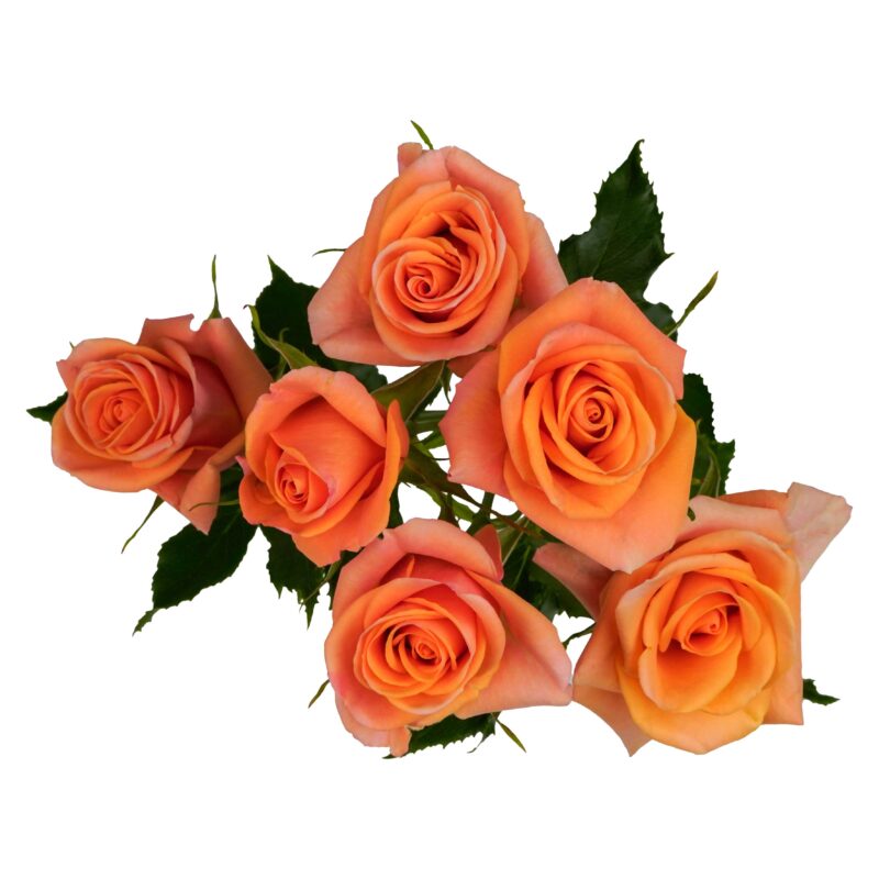 Orange Star - Image 2