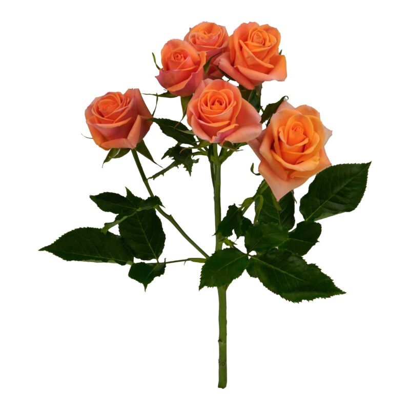 Orange Star