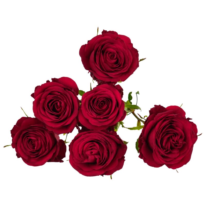 Passion Blossom - Image 2