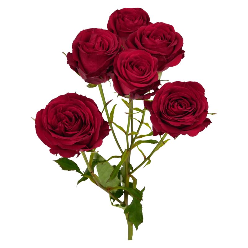 Passion Blossom