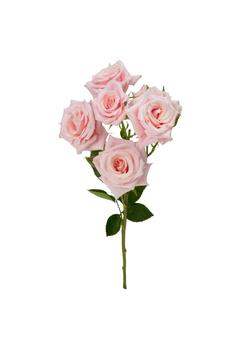Pink Majolica