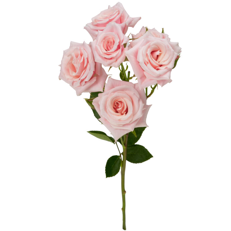 Pink Majolica