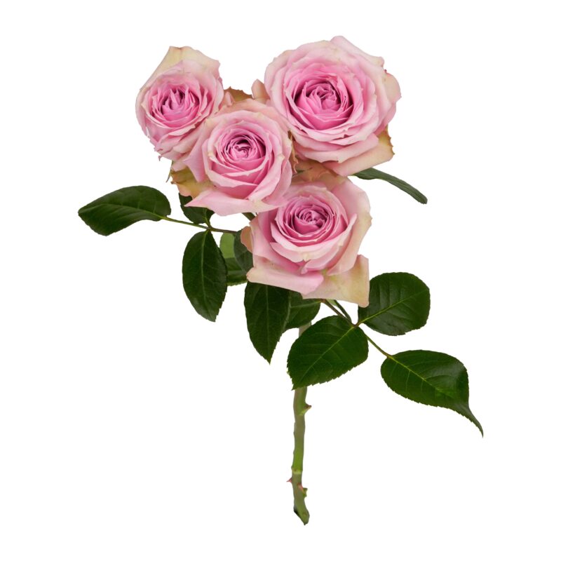 Pink Irischka