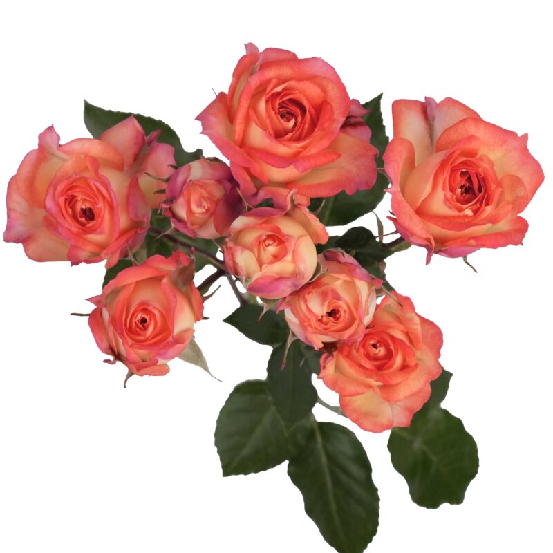 Romantic Rosever — изображение 2
