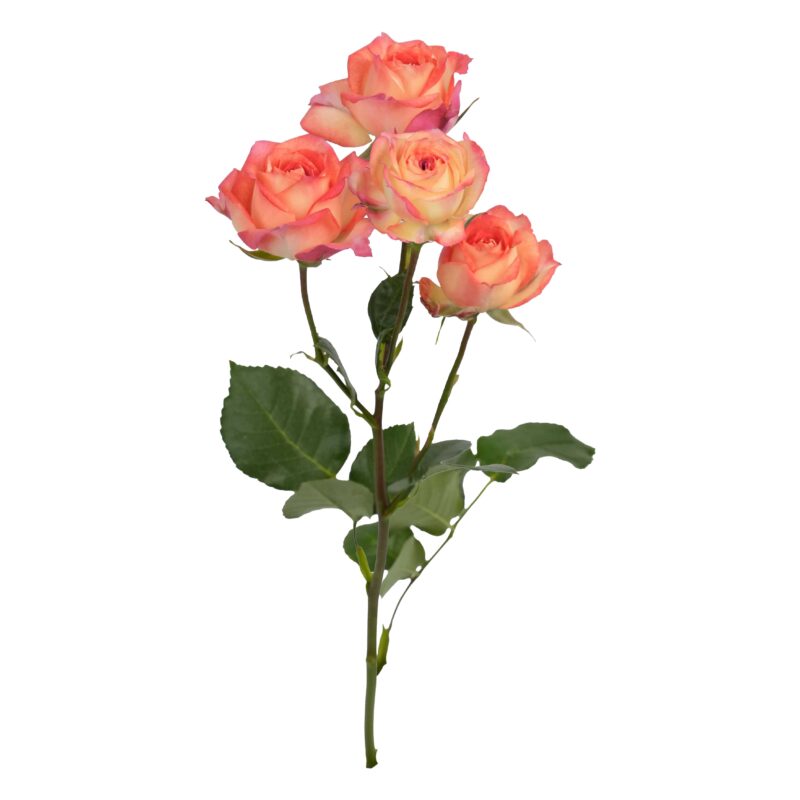 Romantic Rosever