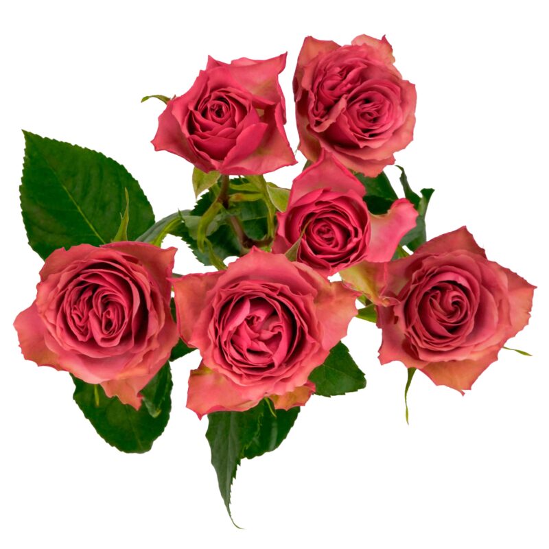 Vintage Rosever - Image 2