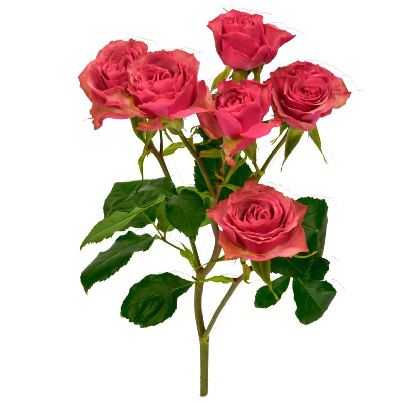 Vintage Rosever