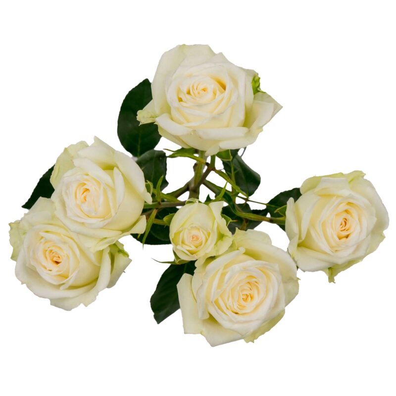 Virgin Rosever - Image 2