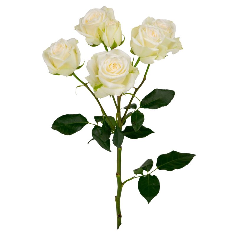 Virgin Rosever