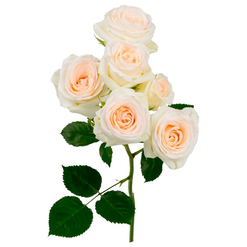 Wedding Blossoms