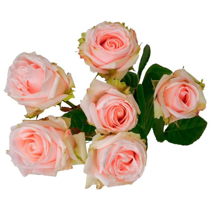 Wedding Sensation - Image 2