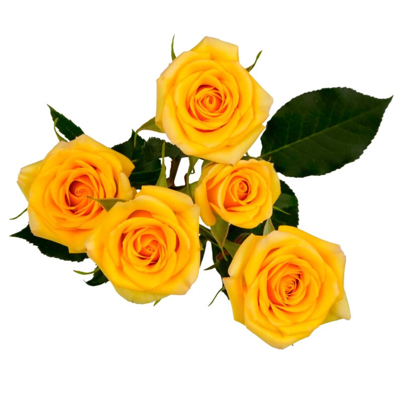 Yellow Babe - Image 2