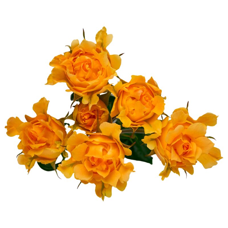 Yellow Flow - Image 2