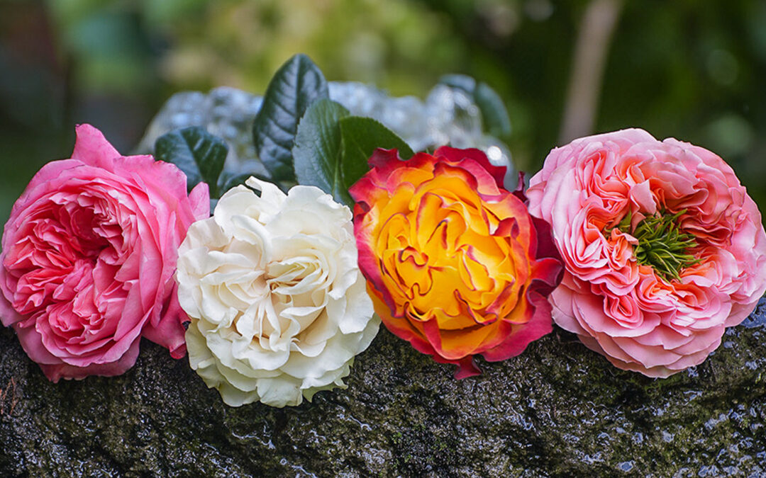 Top 5 Rose Varieties for Valentine’s Day 2024